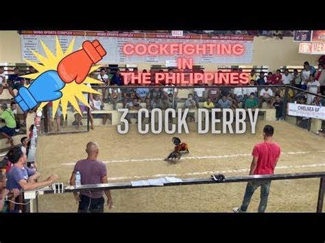 cockfighting derby in the philippines|youtube cockfighting in the philippines.